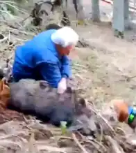 70 Yaşındaki Avcı Yaban Domuzu Yakaladı!
